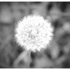 Pusteblume