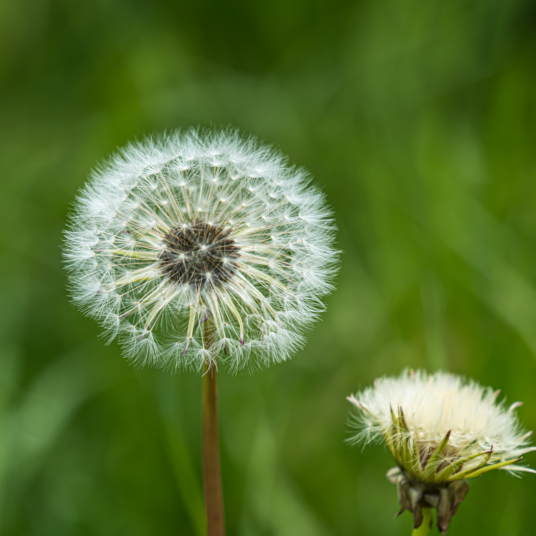 Pusteblume 