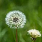 Pusteblume 