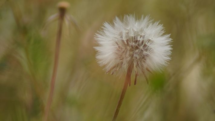 Pusteblume