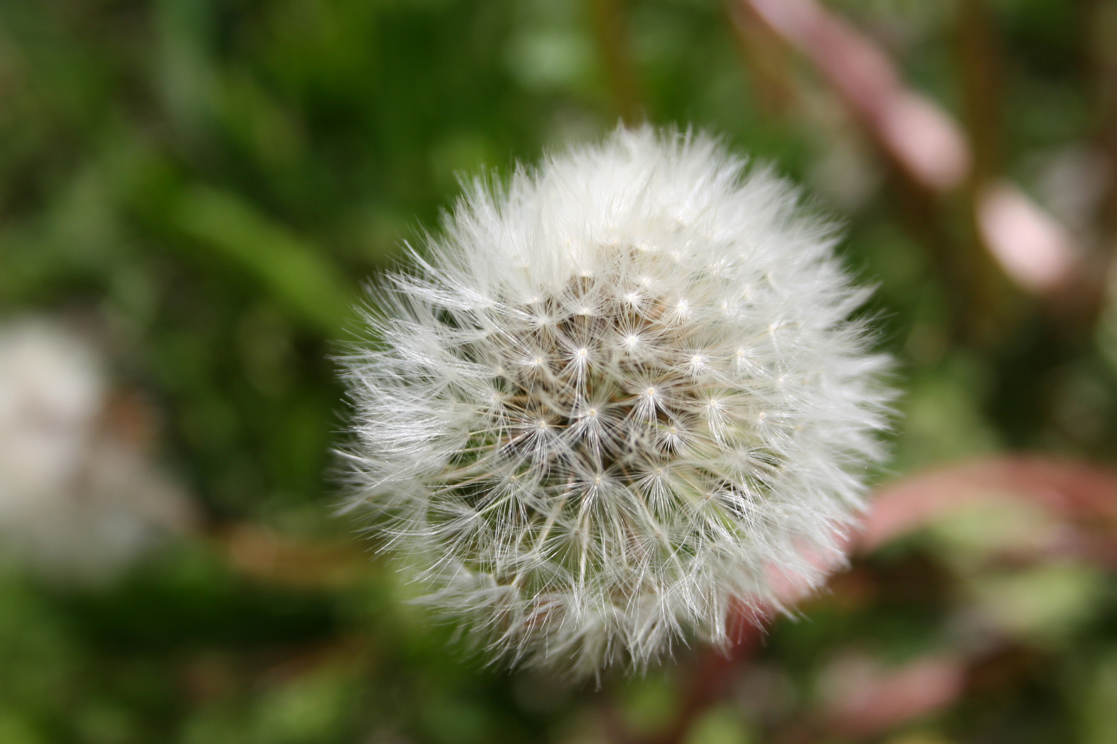 Pusteblume