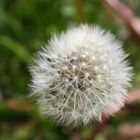 Pusteblume