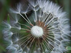 Pusteblume