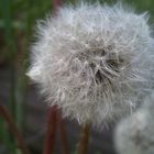 Pusteblume