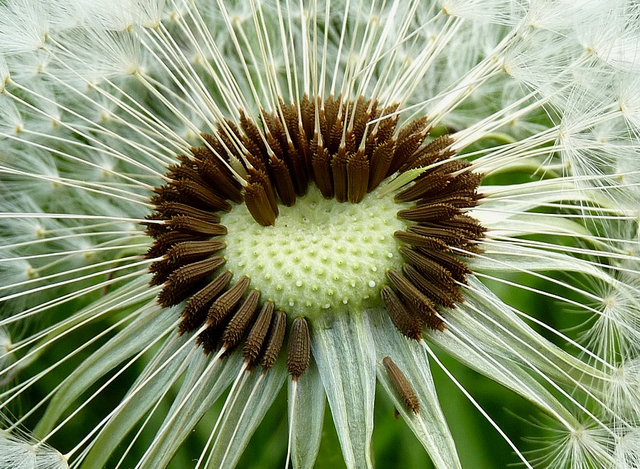 Pusteblume