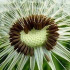 Pusteblume