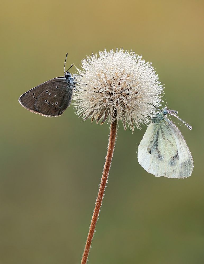 Pusteblume