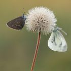 Pusteblume