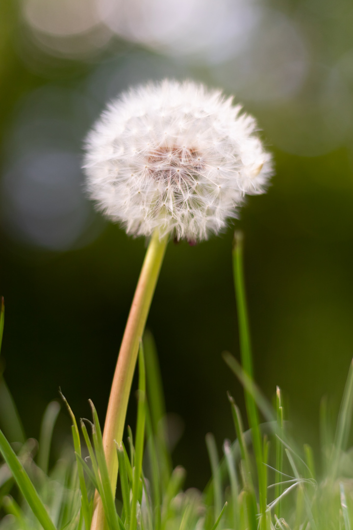 Pusteblume