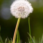 Pusteblume