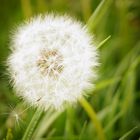 Pusteblume