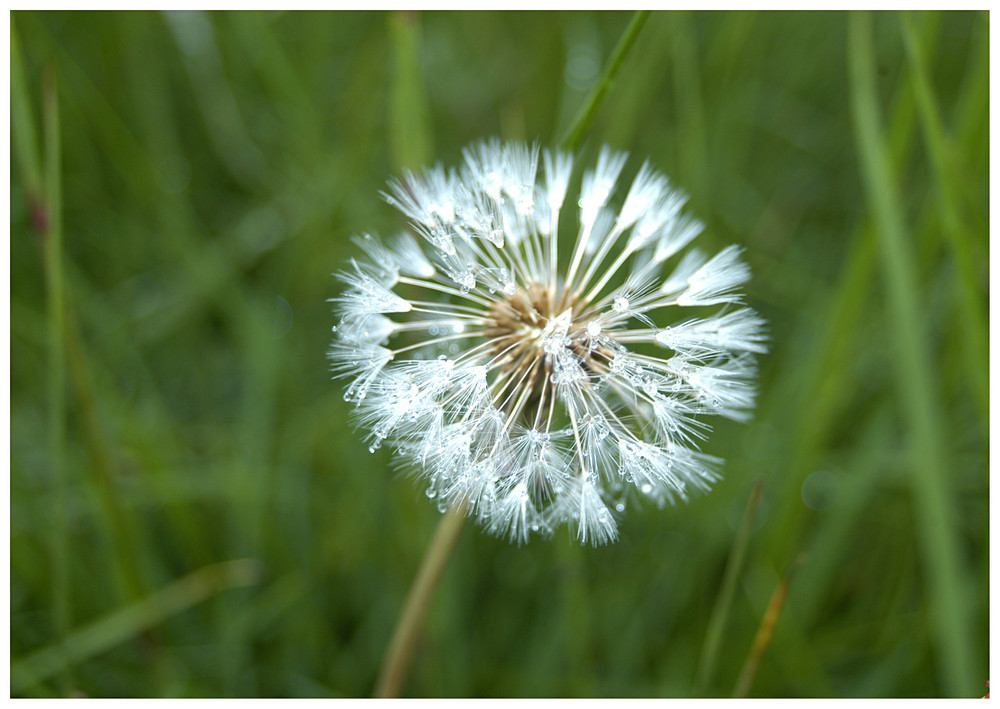 Pusteblume