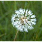 Pusteblume