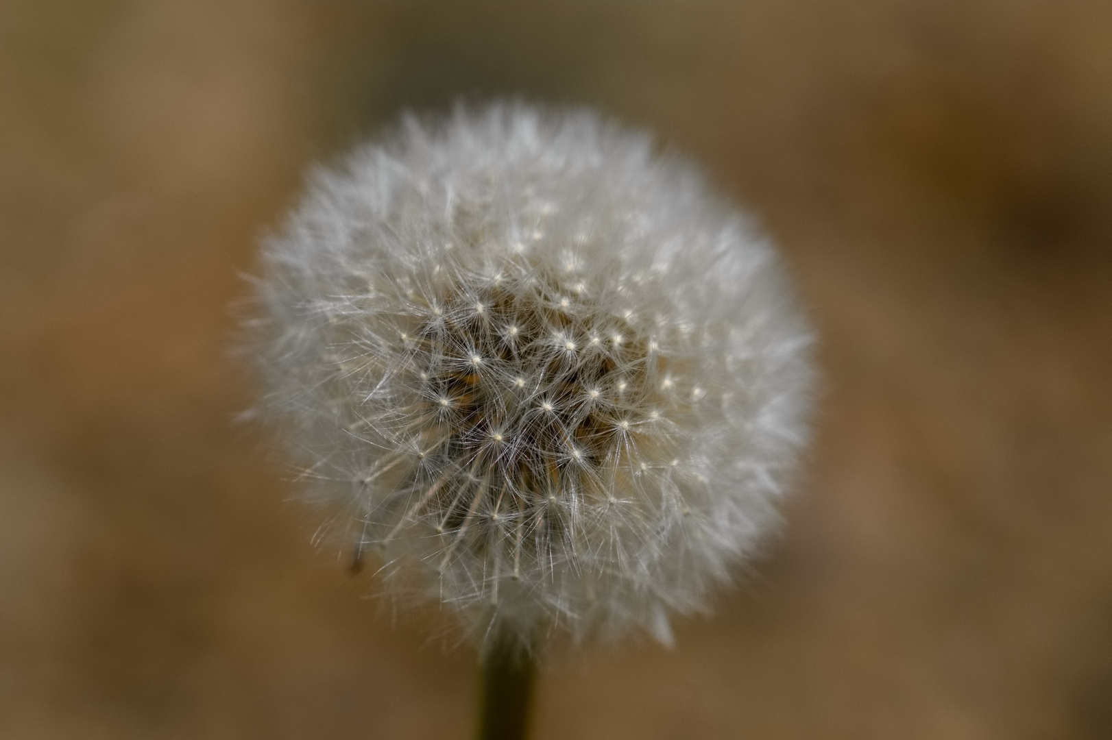 Pusteblume