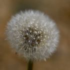 Pusteblume