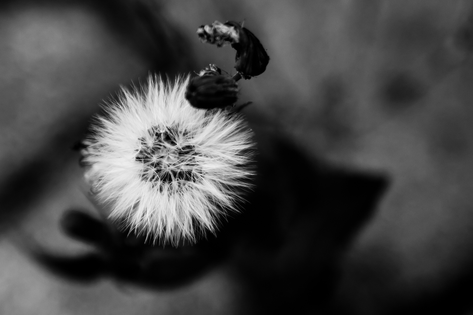 Pusteblume