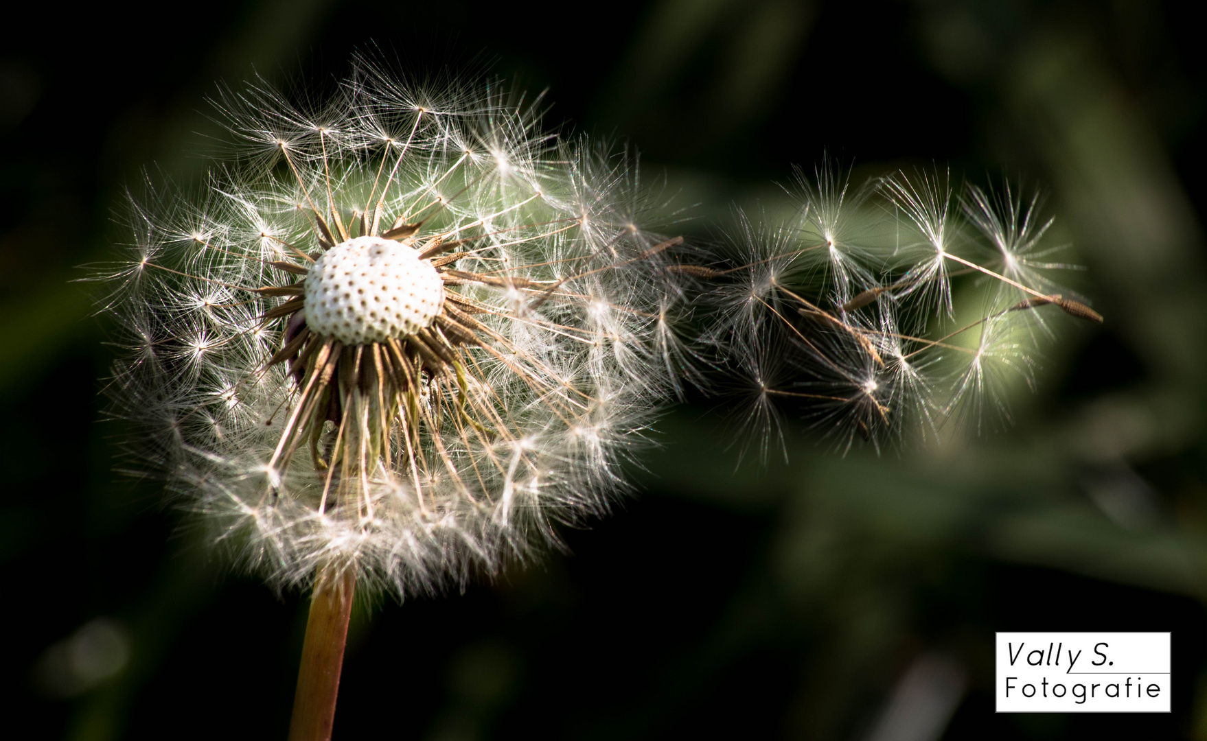 Pusteblume