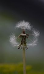 pusteblume