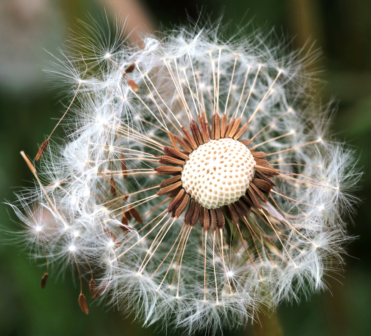 Pusteblume