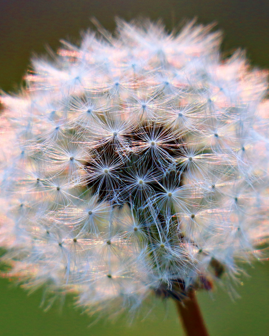 Pusteblume