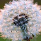 Pusteblume