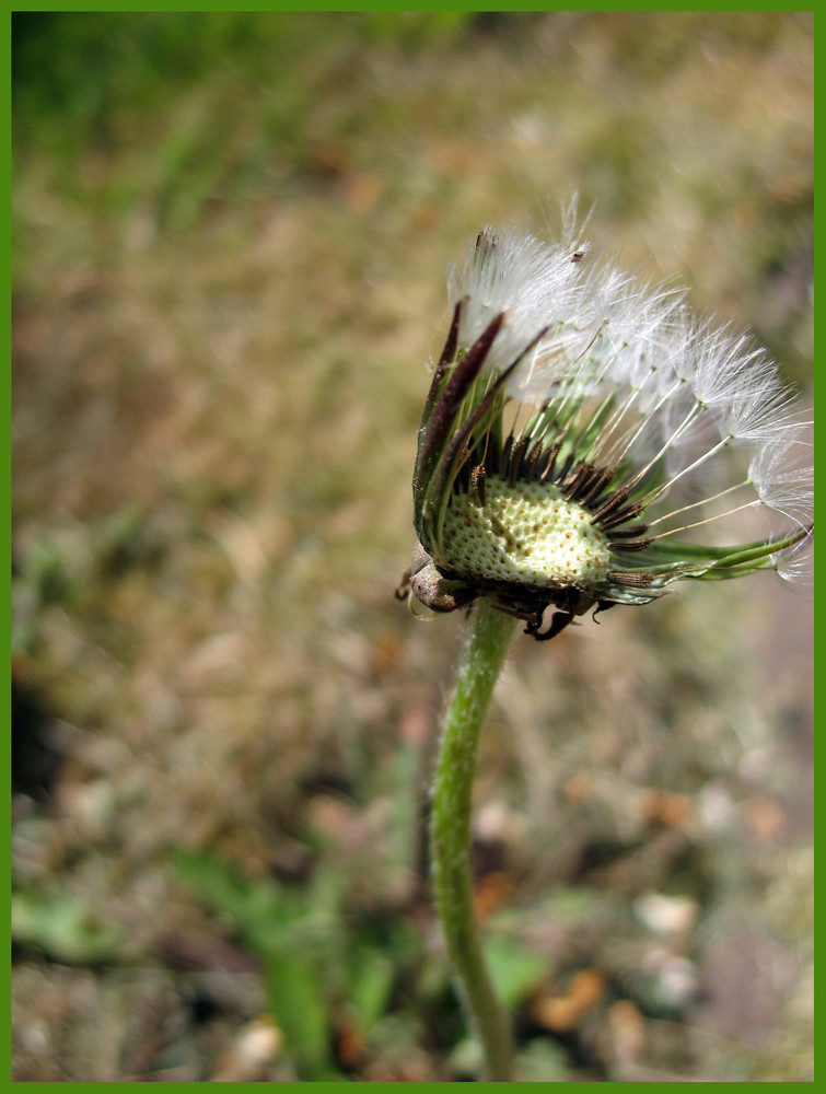 pusteblume