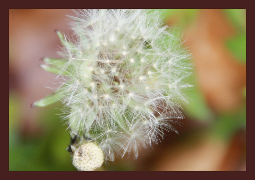 Pusteblume