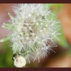 Pusteblume