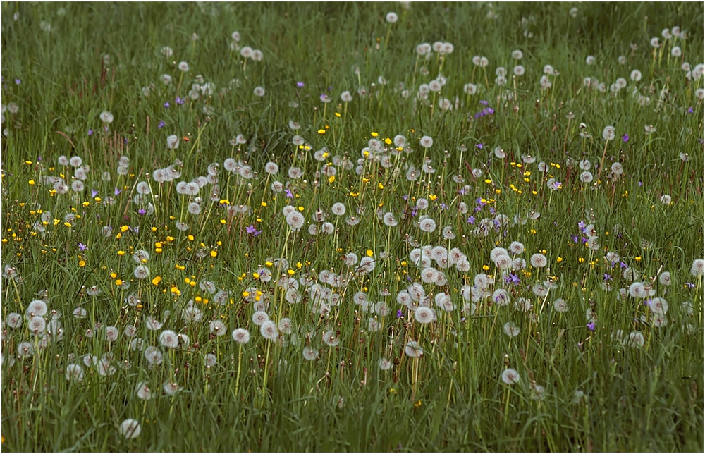 Pusteblume