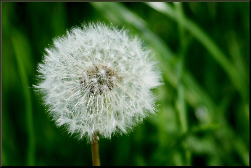 Pusteblume