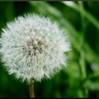 Pusteblume