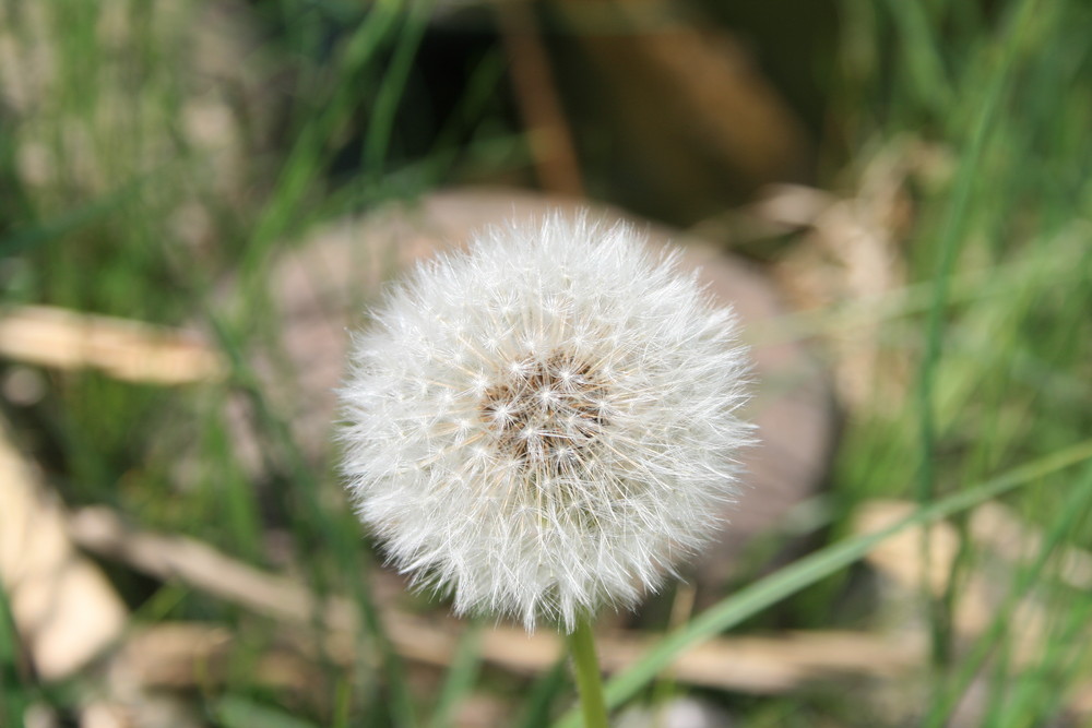 Pusteblume