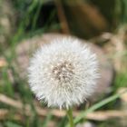 Pusteblume