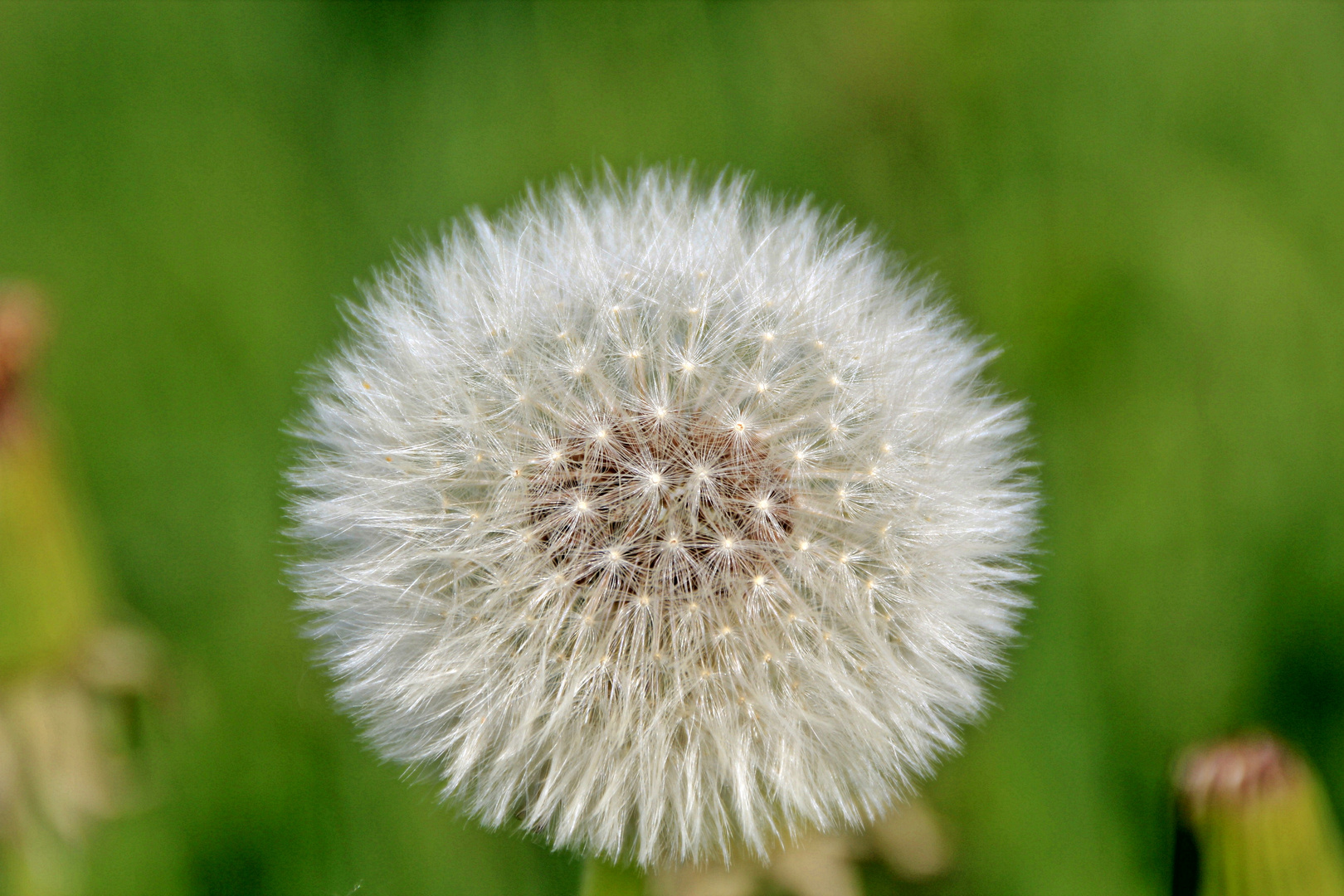 Pusteblume