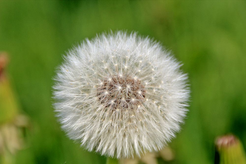 Pusteblume von Topolina78 