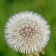 Pusteblume