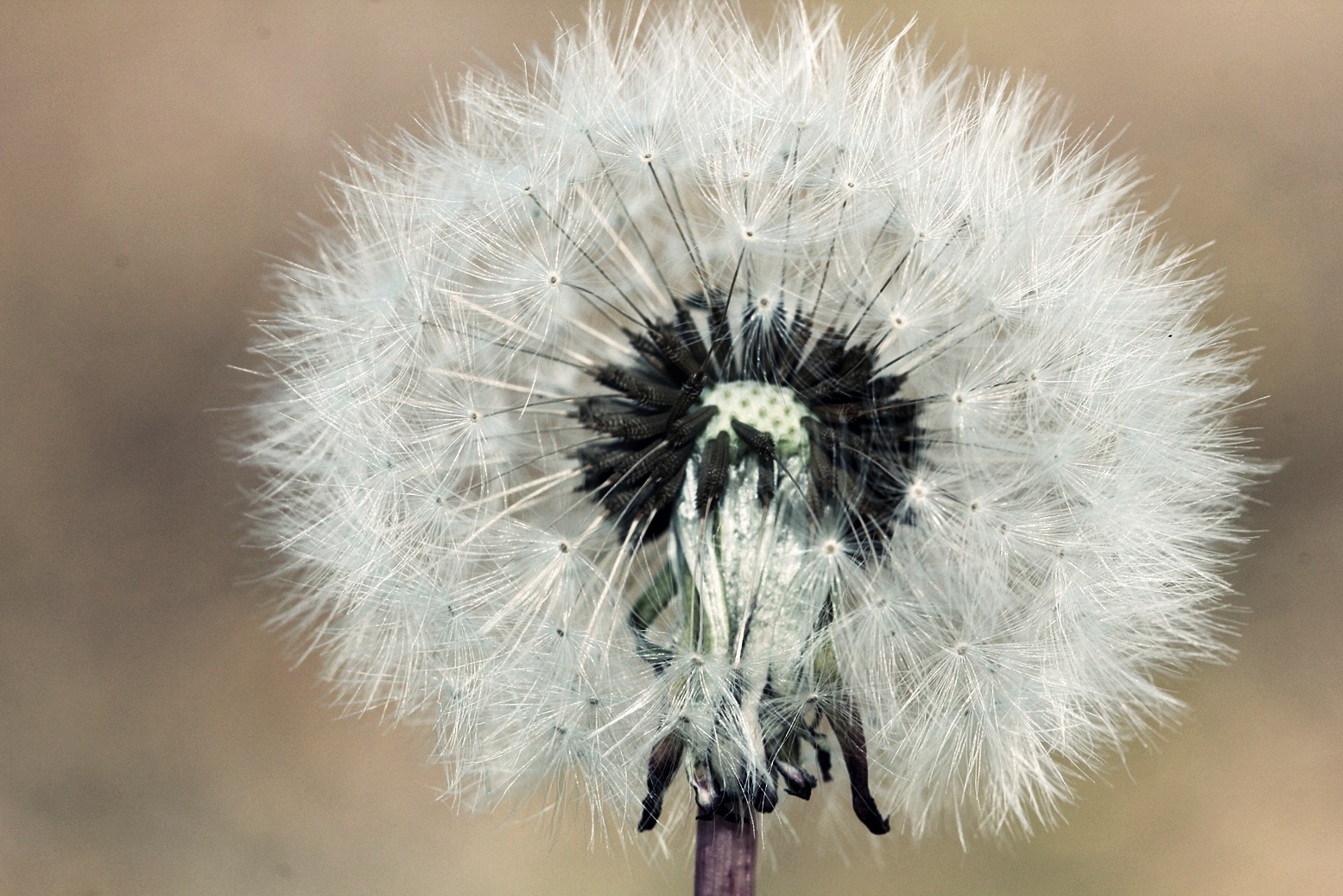 pusteblume