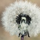 pusteblume