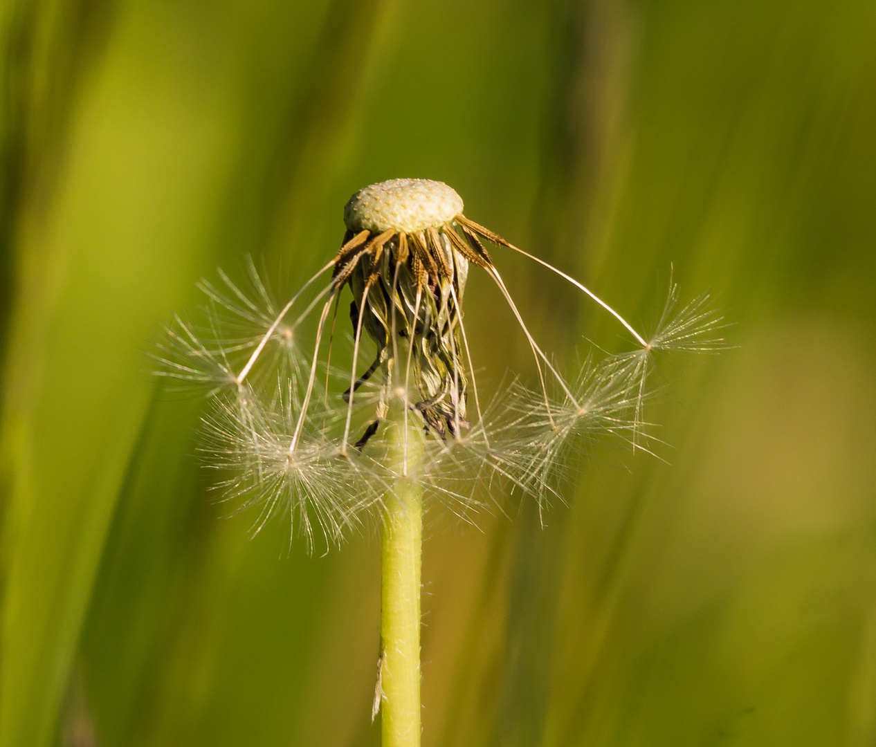 Pusteblume