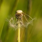 Pusteblume