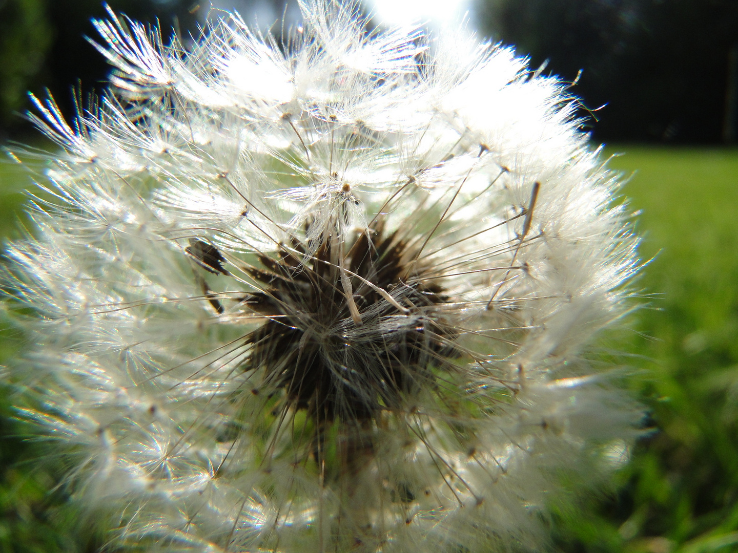 Pusteblume