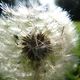 Pusteblume