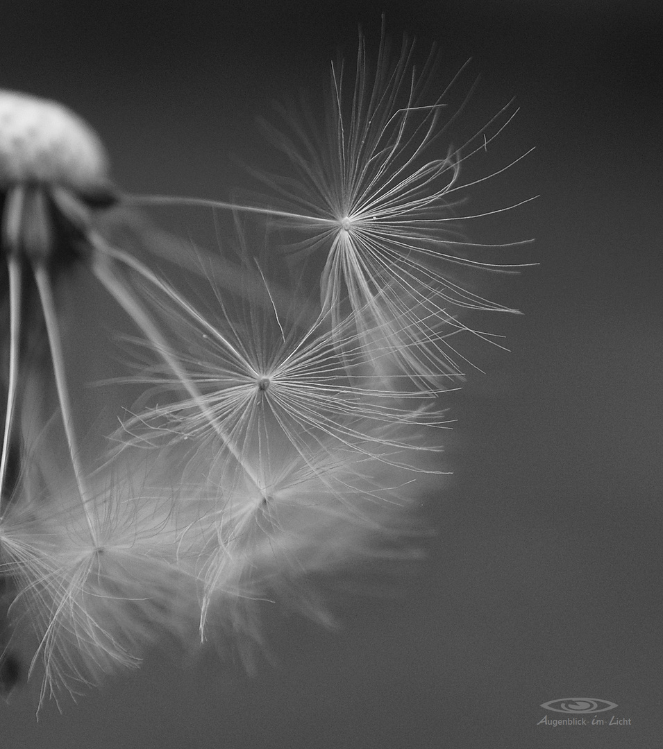 Pusteblume ....