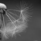 Pusteblume ....