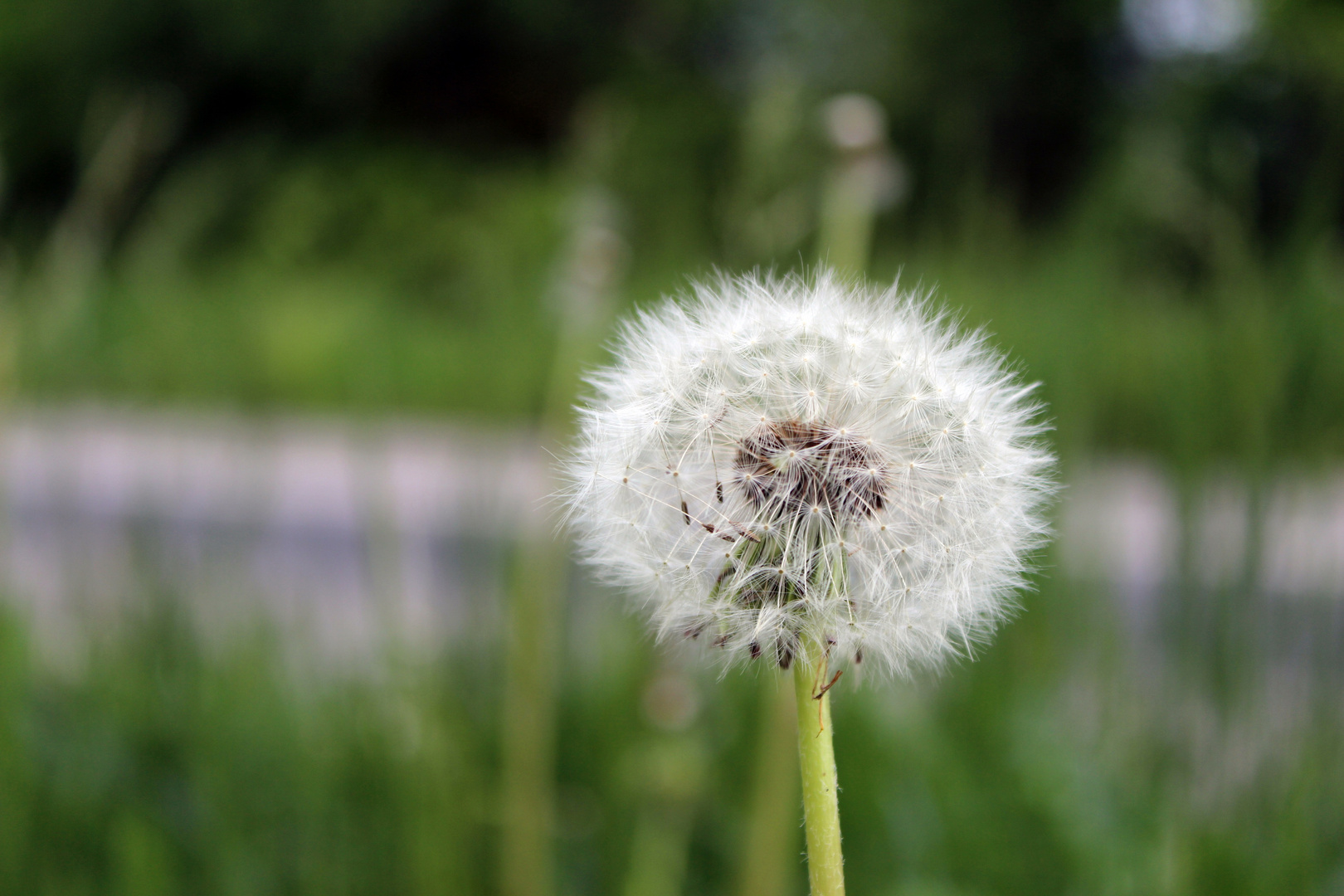 Pusteblume