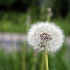 Pusteblume