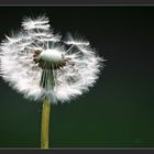 Pusteblume