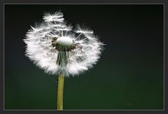 Pusteblume