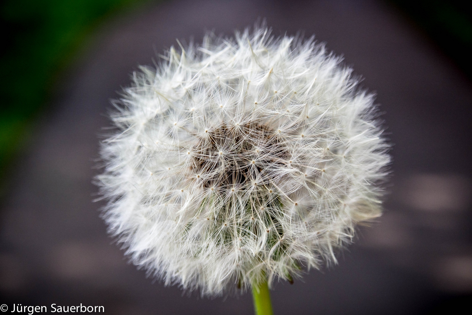 Pusteblume