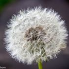 Pusteblume